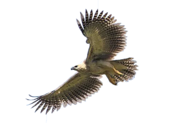 Águila harpía