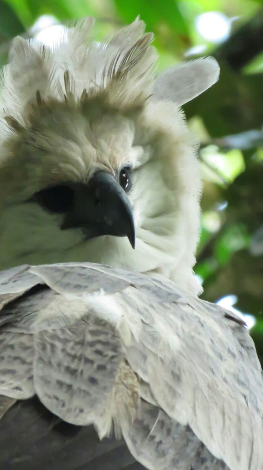 somos cobre panamá