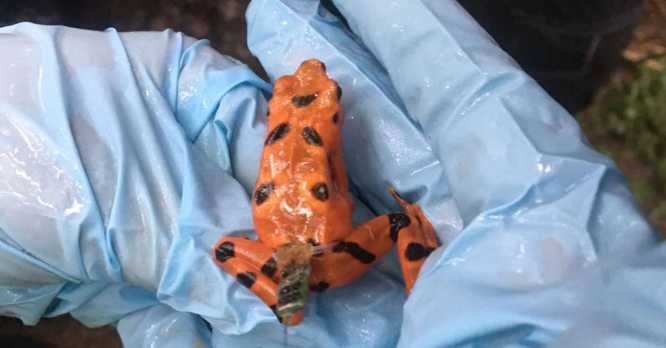 El Smithsonian libera ranas en peligro de extinción en Panamá