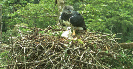 Nuevo pichón de Águila Harpía nace en Cobre Panamá