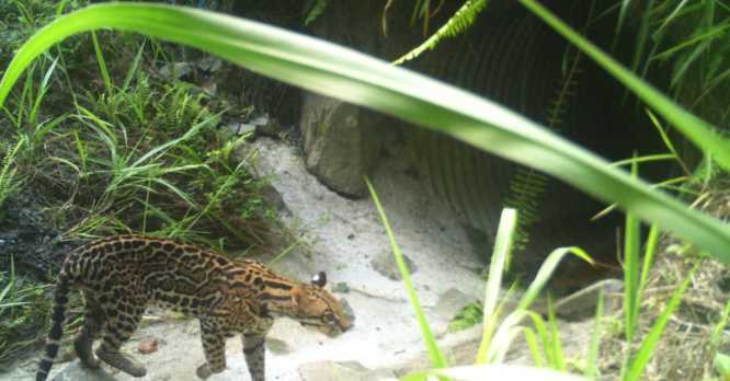 Cruces de fauna, un modelo de infraestructura sostenible