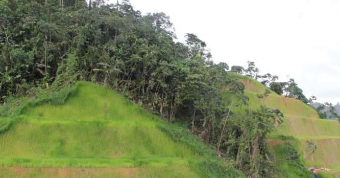 Avanzan en la recuperación de la vegetación