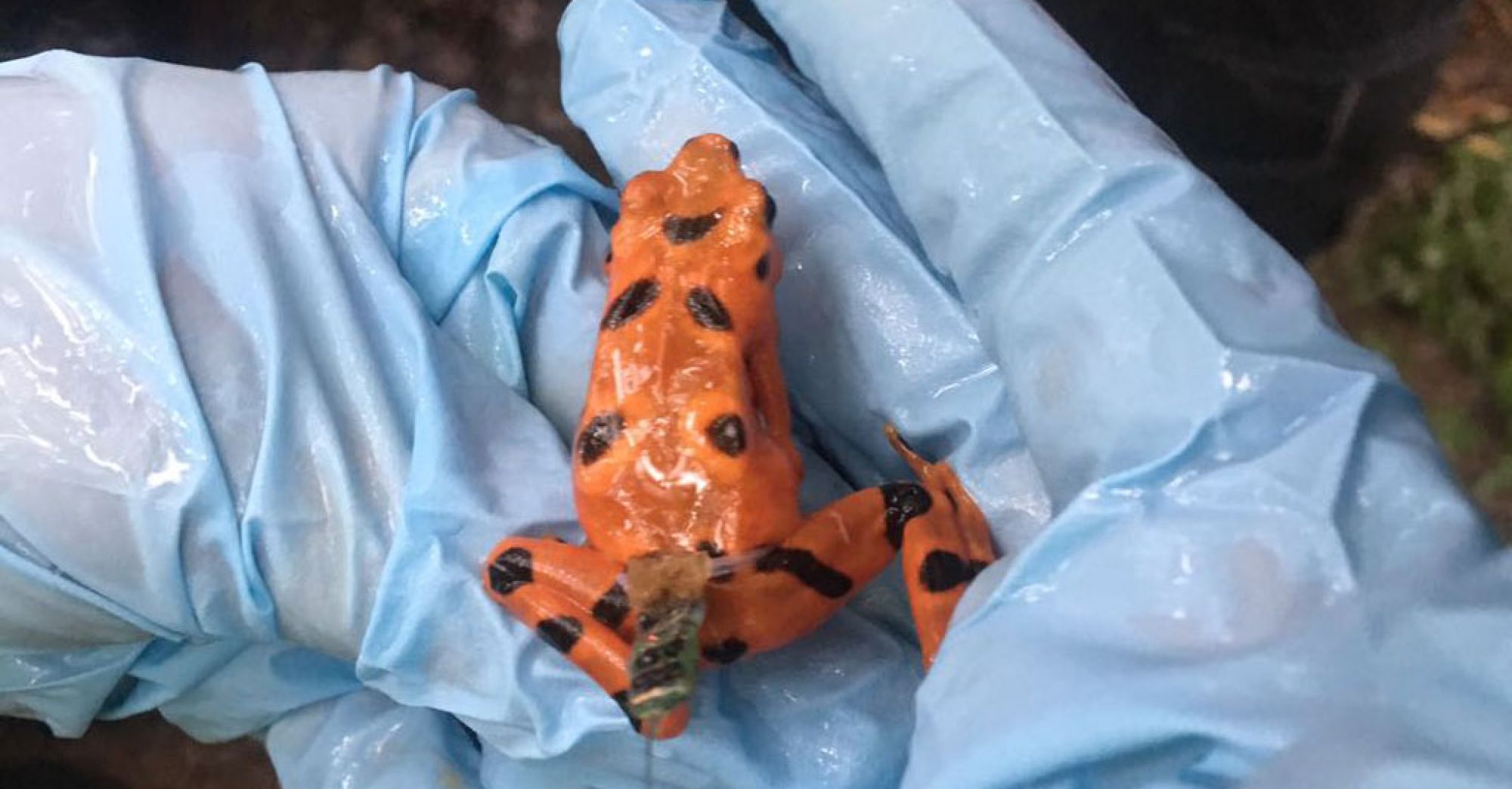 El Smithsonian libera ranas en peligro de extinción en Panamá