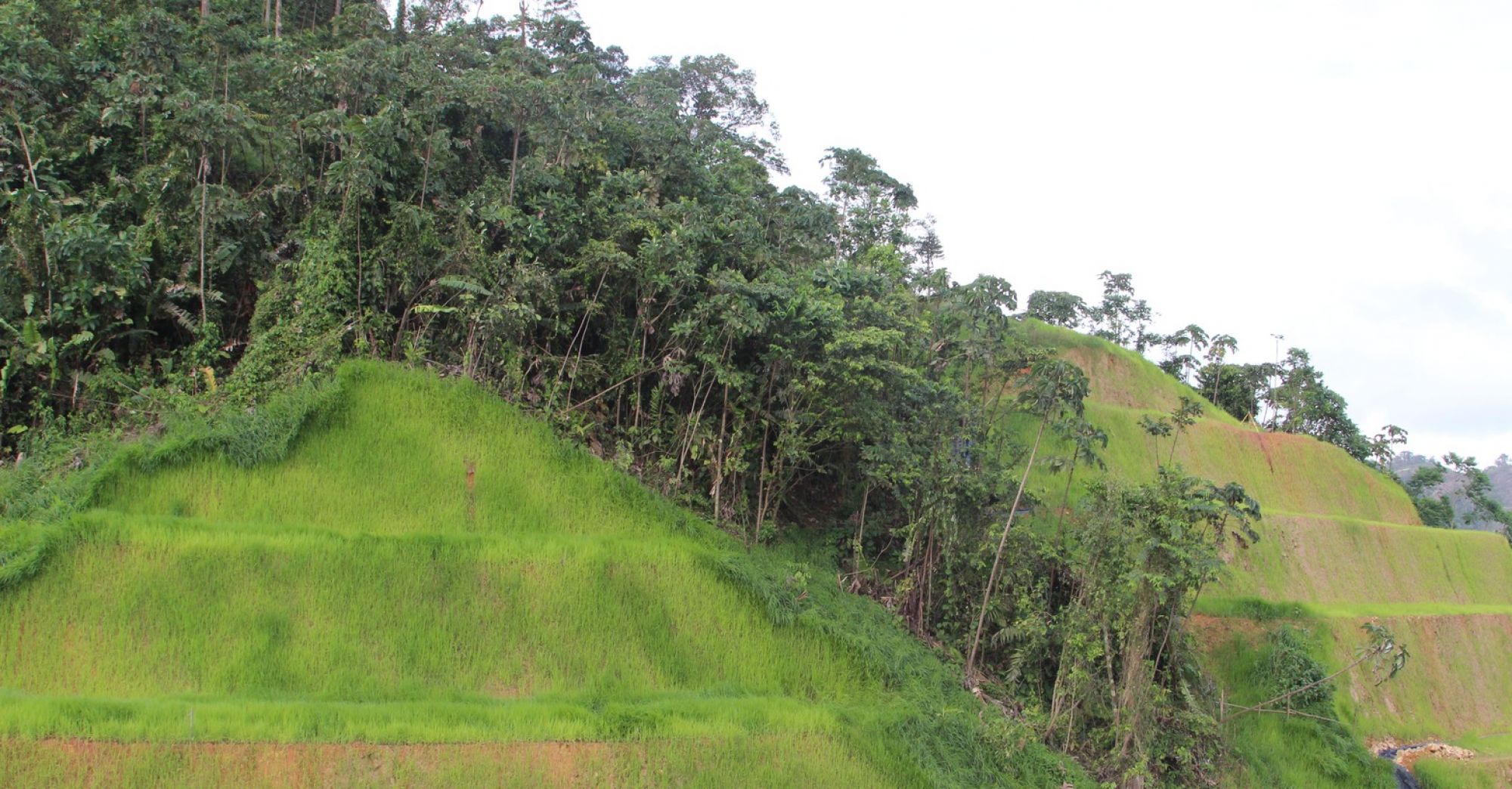 Avanzan en la recuperación de la vegetación